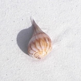 find beautiful sea shells